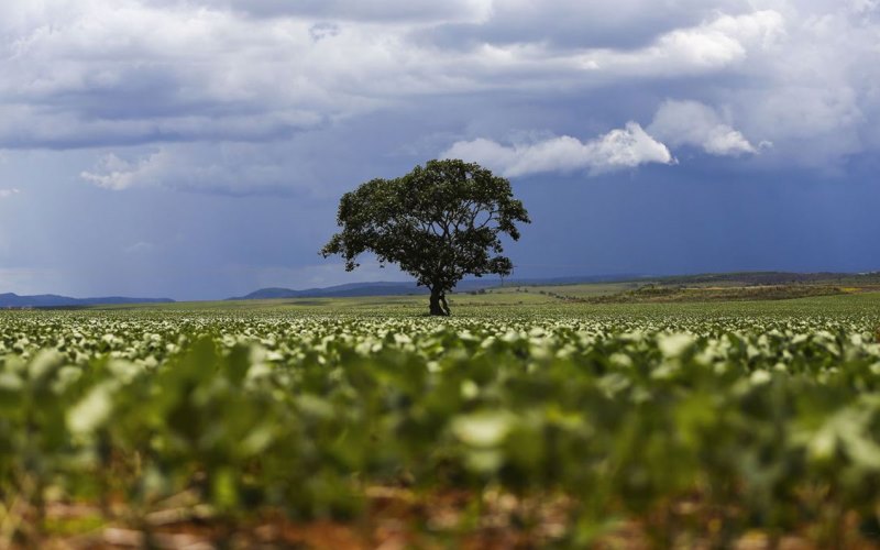 Agentes biológicos e agrotóxicos não são oponentes, diz professor