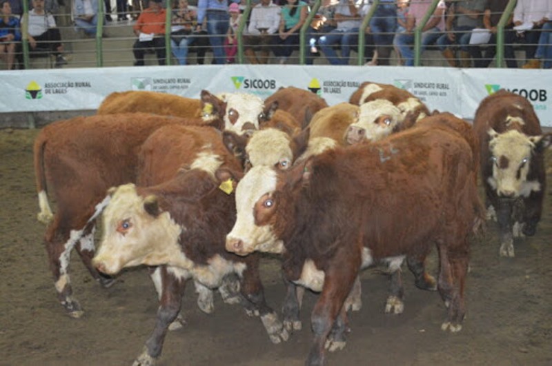 SC fará leilão virtual para venda de mais de 10 mil terneiros