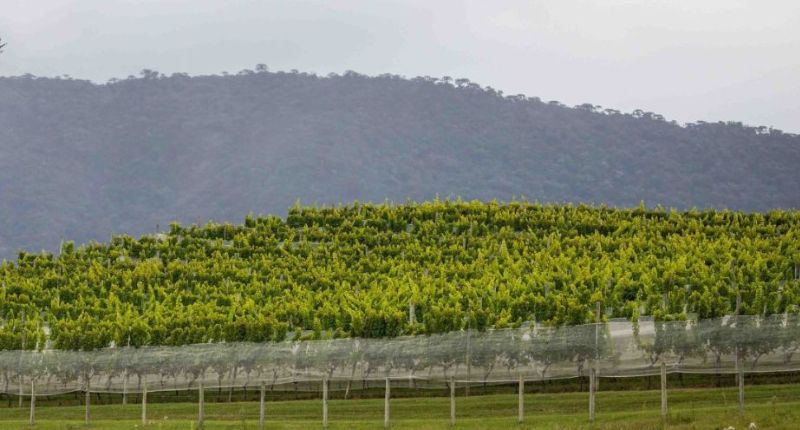 Faesc alerta que prazo para emissão do Certificado de Cadastro de Imóvel Rural vai até 18 de julho