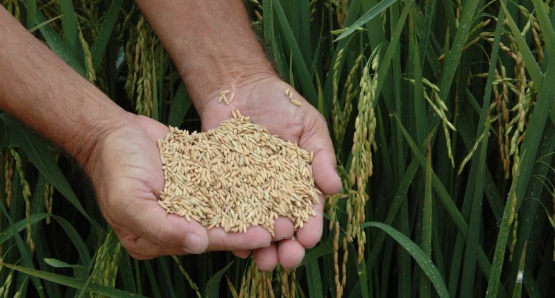 Produção de arroz é destaque em manejo e pesquisa em Santa Catarina