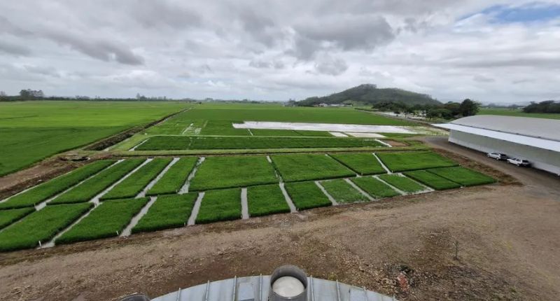 9º Dia de Campo Dagostin Sementes e 7ª Abertura da Colheita do Arroz de SC trarão novidades para o setor agro